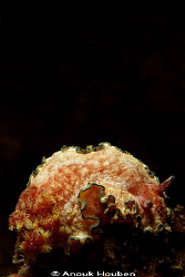 Chromodoris cincta. Picture taken on the second reef off ... by Anouk Houben 